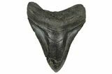 Bargain, 4.68" Fossil Megalodon Tooth - South Carolina - #200809-1